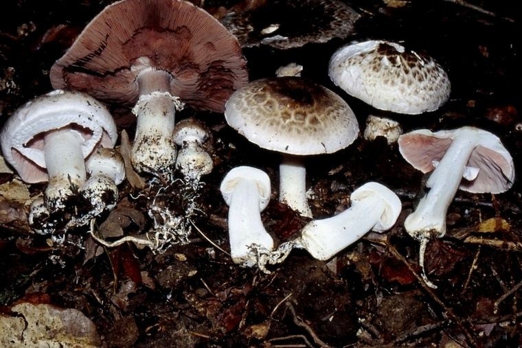 Agaricus bresadolanus (=A. romagnesii).